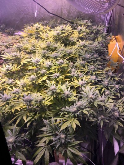 FlowerDay24.JPG