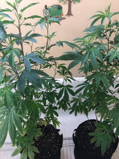 Multi 8-10wk Strain And 2 Autos