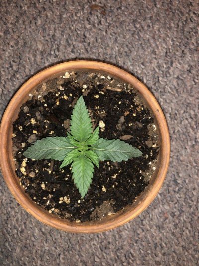 is-this-a-decent-set-up-for-a-first-time-grower-2.jpg