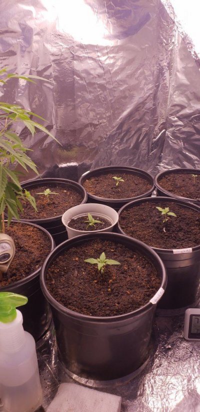1st Grow New Custom Room - Looking And Listening