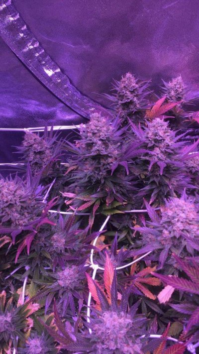 my-grow-at-day-130.jpeg