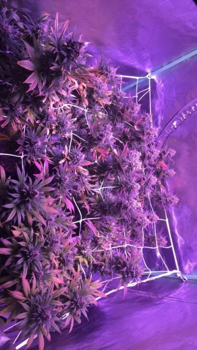 my-grow-at-day-130-3.jpeg