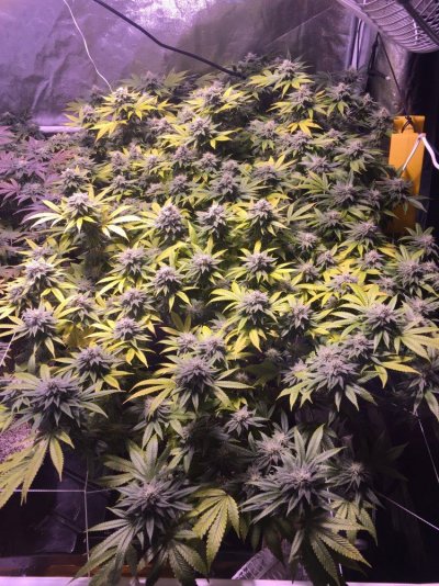 FlowerDay37.JPG