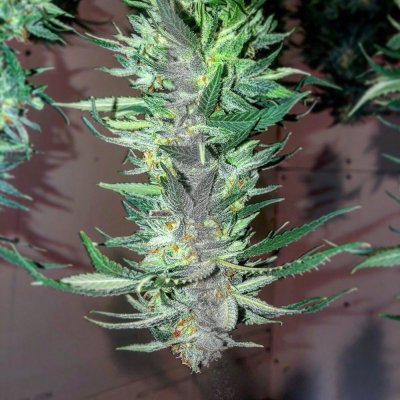 Let's See Your Frostiest Flowers