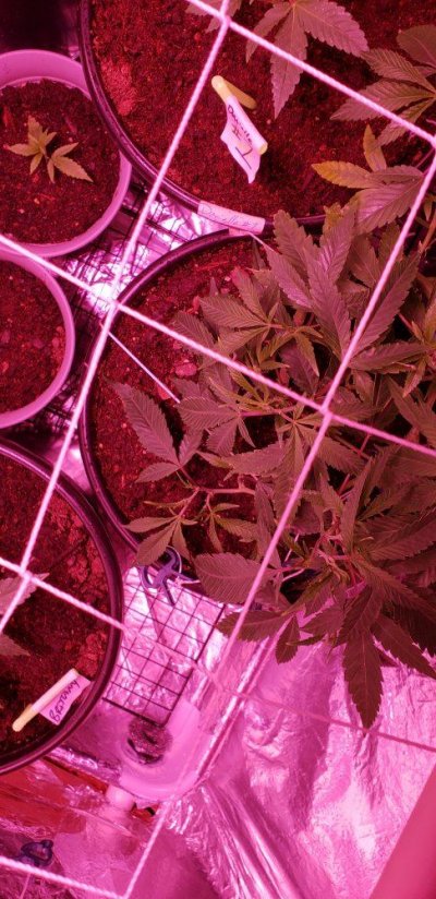 1st Grow New Custom Room - Looking And Listening