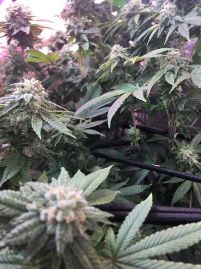 Multi 8-10wk Strain And 2 Autos