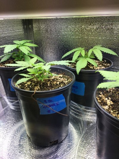 SeedDay23.1.JPG