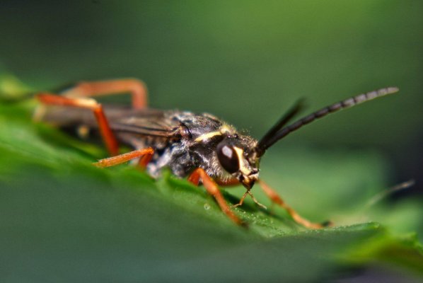 friend-or-foe.jpeg