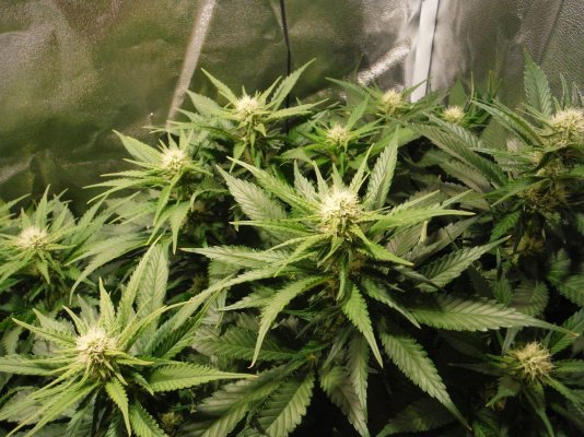Nov 14 Seed Drop. 3 Critical Mass In A Small Tent.