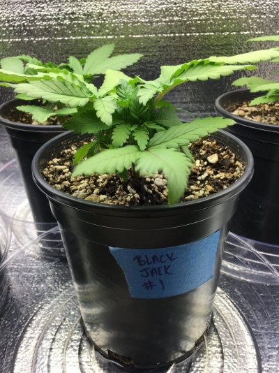 SeedDay25.5.JPG