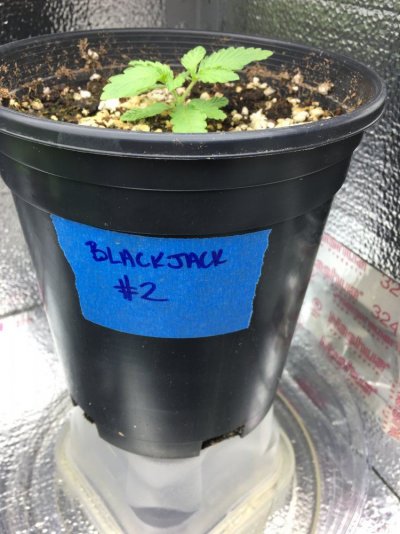 SeedDay25.7.JPG