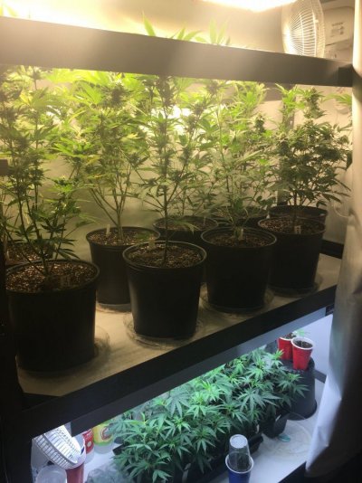 Uzi (oozy) Cookies F1 By Thegrowingrack
