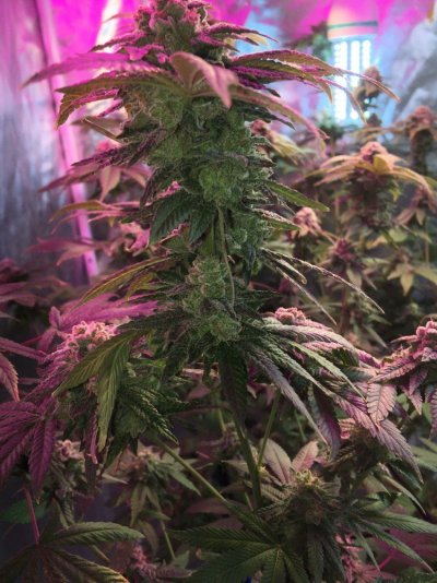 Sour Larry Lime Pebbles #9