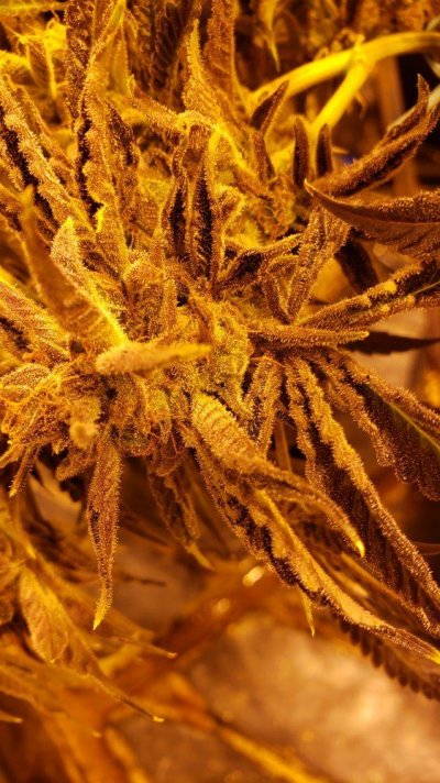 Karma Genetics  Headbanger / Mr D0p3sauce Grow Blog =]