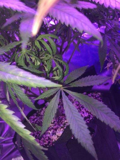 gsc-leaves-curling.jpeg
