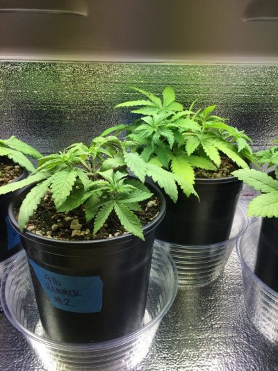 SeedDay31.2.JPG