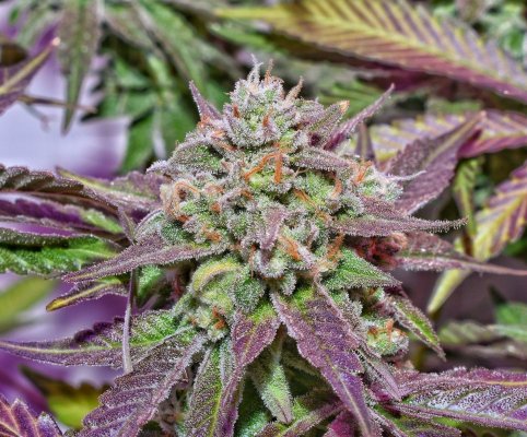 purple-afghan-and-green-crack.jpeg