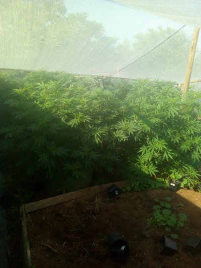 My Garden