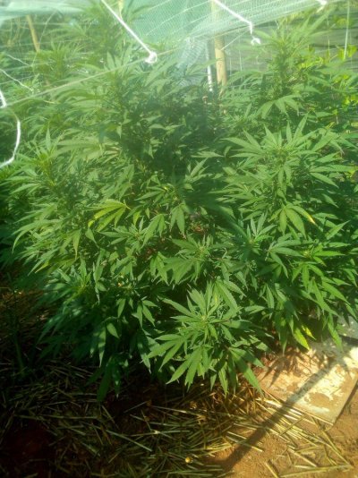 My Garden