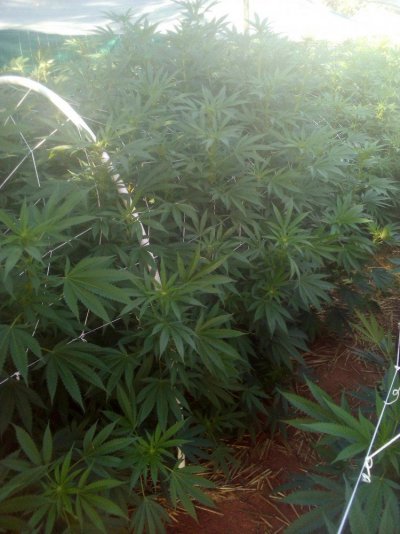 My Garden