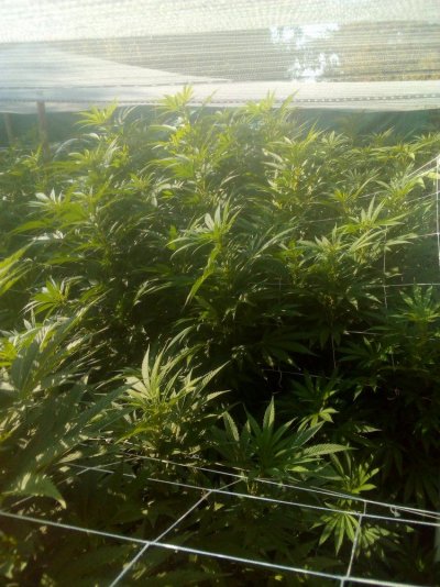 My Garden