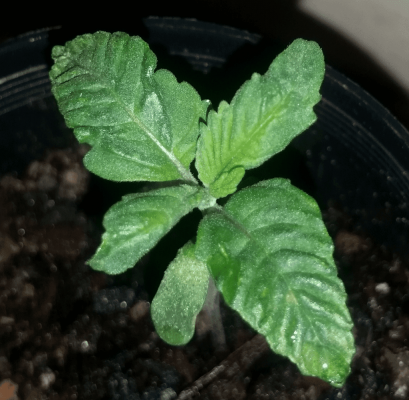 plant-2png.png