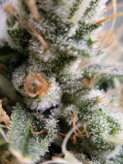 how-long-till-harvest-macro-trichomes-shots-5.jpg