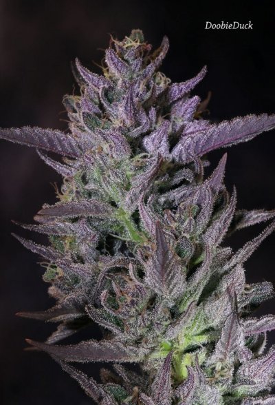Doobies' Summer 2018 All Black Grow