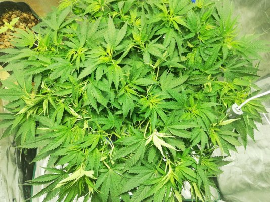%50 Rockwool %50 Dwc?