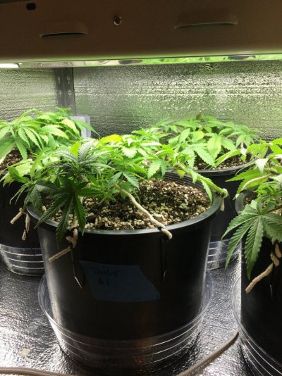 SeedDay40.8.JPG