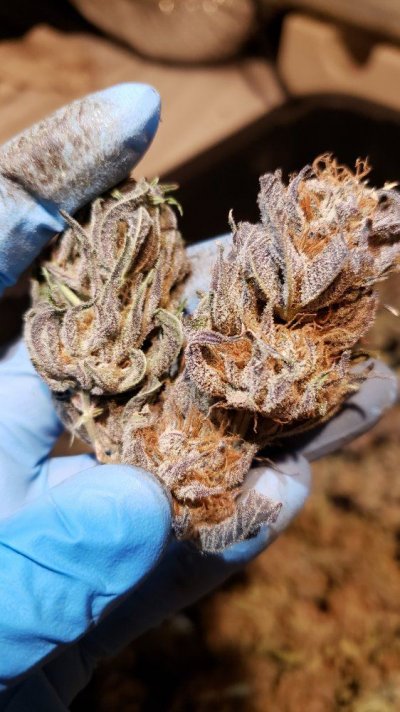 Karma Genetics  Headbanger / Mr D0p3sauce Grow Blog =]