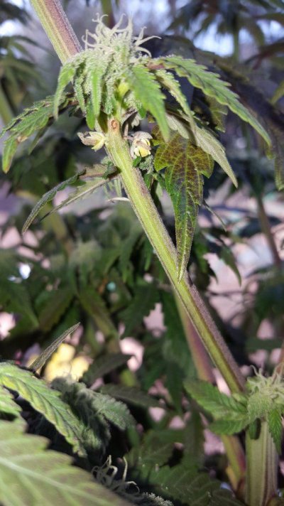 Random Grow Journal (multi-strain)