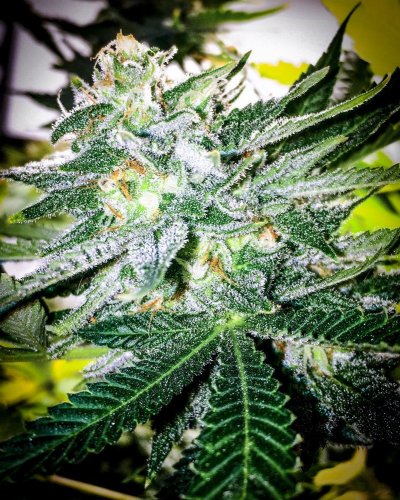 Uzi (oozy) Cookies F1 By Thegrowingrack