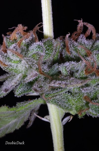 DoobieDuck's Macro Cannabis Images