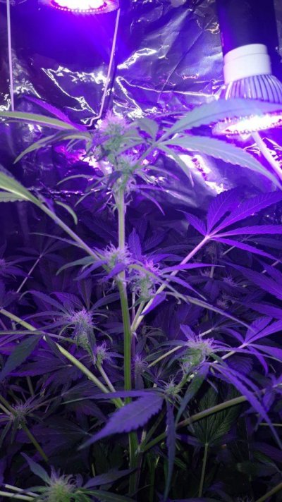 very-basic-first-grow.jpg