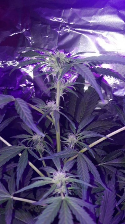very-basic-first-grow-3.jpg