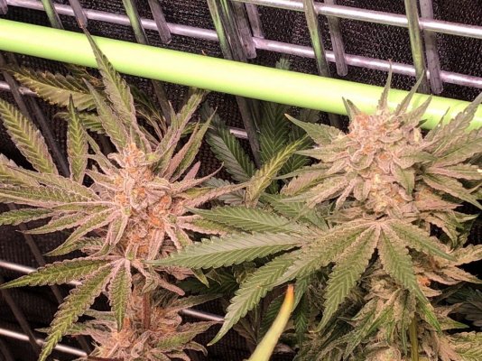 First Hempy Bucket Grow.