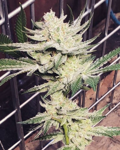 First Hempy Bucket Grow.