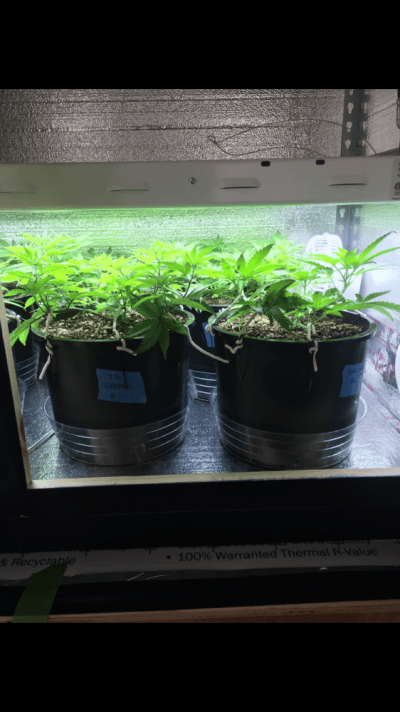 SeedDay47.1.PNG