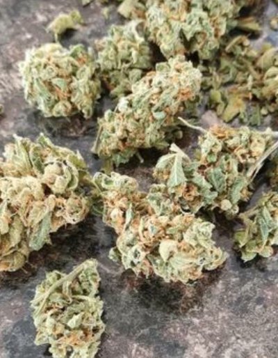 check-out-this-canadian-gov-weed-folks.jpeg