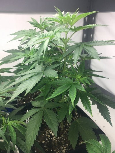 Uzi (oozy) Cookies F1 By Thegrowingrack