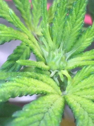 mean-greens-3rd-attempt-at-first-grow-lol-13.jpeg