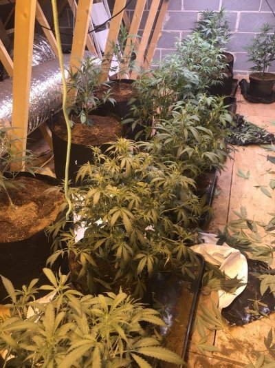 5-weeks-veg.jpeg