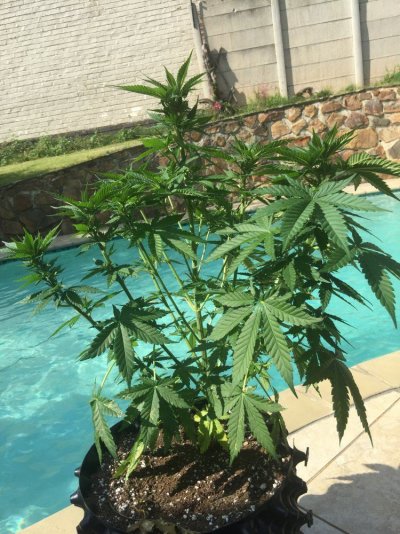 nlights-mother-which-clippings-to-take.jpeg