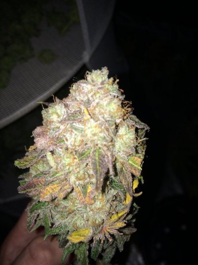 Skittelz From Seed Coco 600w Hps