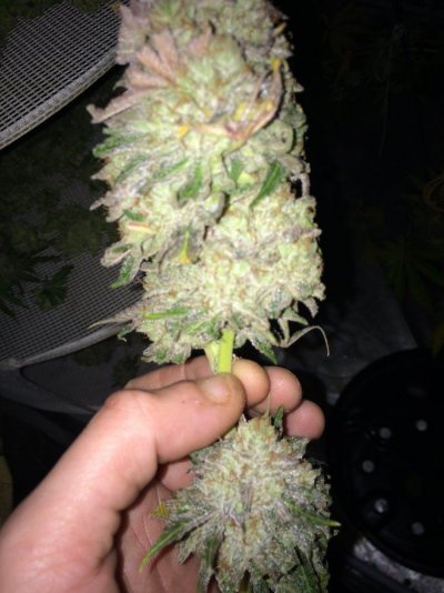 Skittelz From Seed Coco 600w Hps