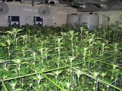 House & Garden Nutes., Under Current Systems, 30,000 Watts, 10 Tons of A/C, Co2