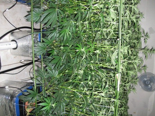 House & Garden Nutes., Under Current Systems, 30,000 Watts, 10 Tons of A/C, Co2