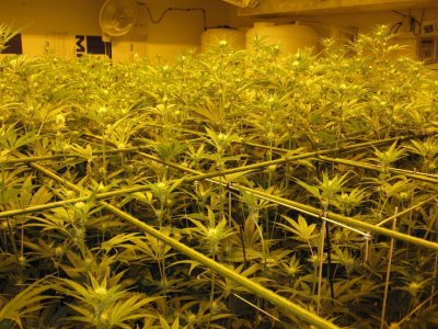 House & Garden Nutes., Under Current Systems, 30,000 Watts, 10 Tons of A/C, Co2