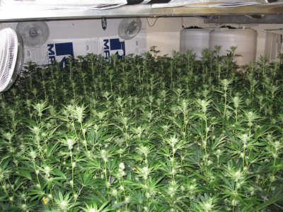 House & Garden Nutes., Under Current Systems, 30,000 Watts, 10 Tons of A/C, Co2